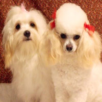 pet grooming