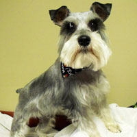 dog groomers