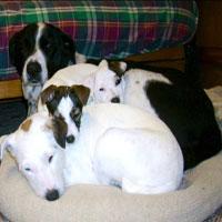 pet groomers